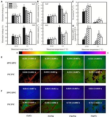 Salicylic Acid Is Involved in Rootstock–Scion Communication in Improving the Chilling Tolerance of Grafted Cucumber